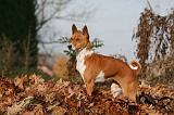 BASENJI 050